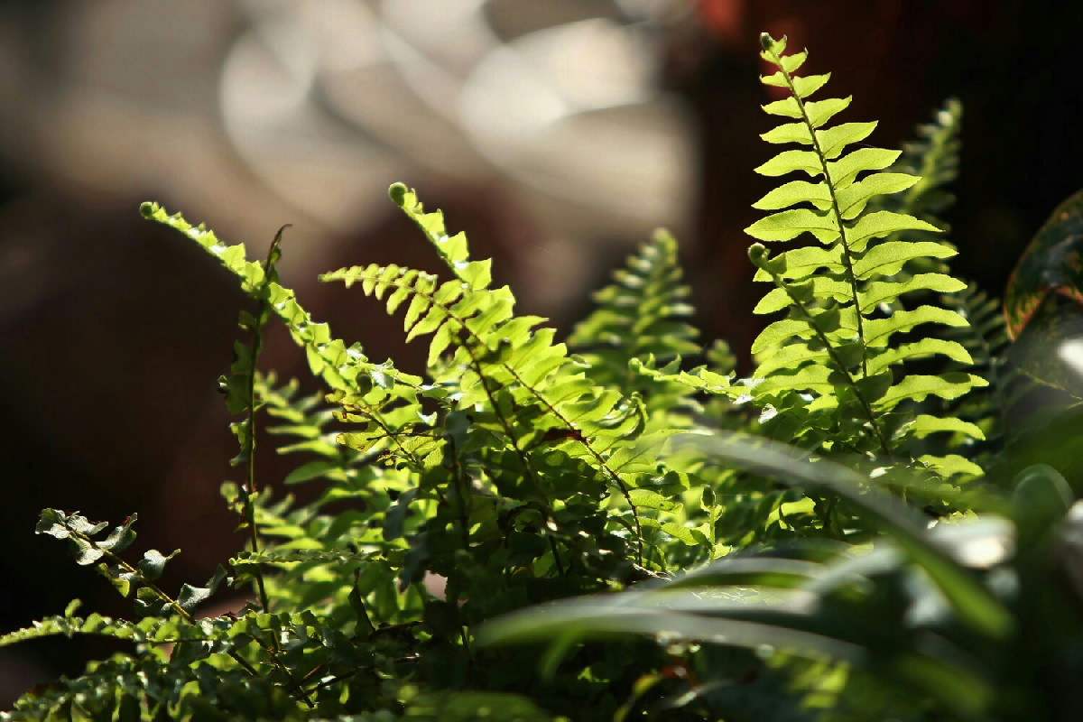 Giardino sempre verde e rigoglioso: piante che mantengono il fascino anche nei mesi freddi