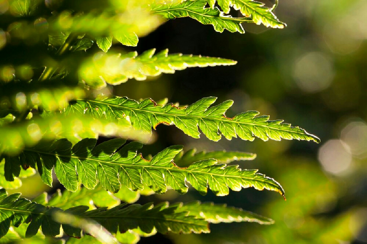 Giardino sempre verde e rigoglioso: piante che mantengono il fascino anche nei mesi freddi