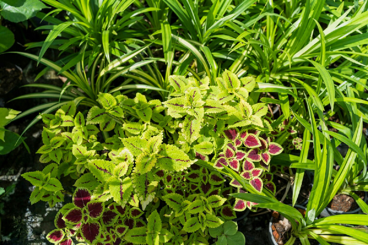 L'organizzazione degli interventi incide sul giardino, i problemi si assottigliano così