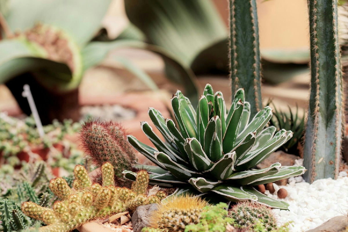 Perché la tua pianta grassa cambia colore? Il segnale che nessuno nota in tempo