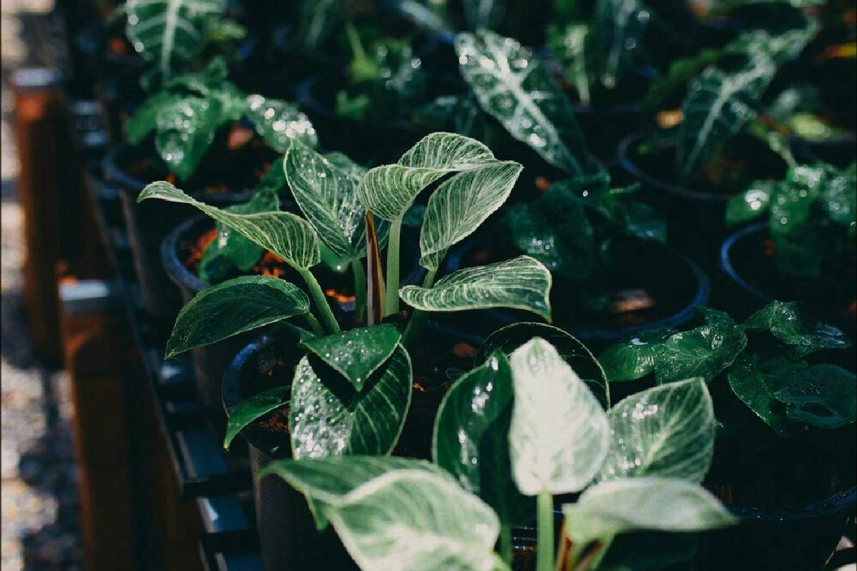 Le piante ideali per arricchire il giardino con eleganza e vantaggi pratici quotidiani