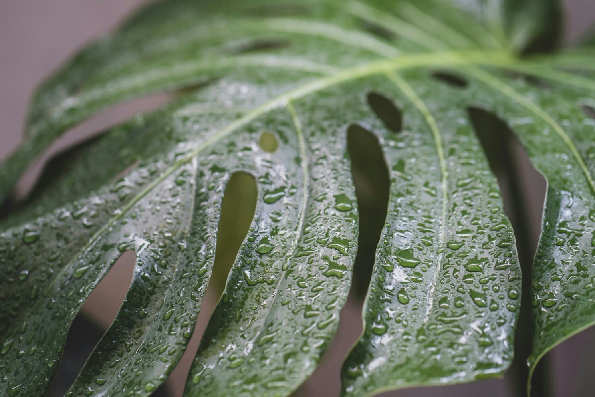 Il segreto naturale per coltivare piante da giardino con cura perfetta e risultati eccezionali