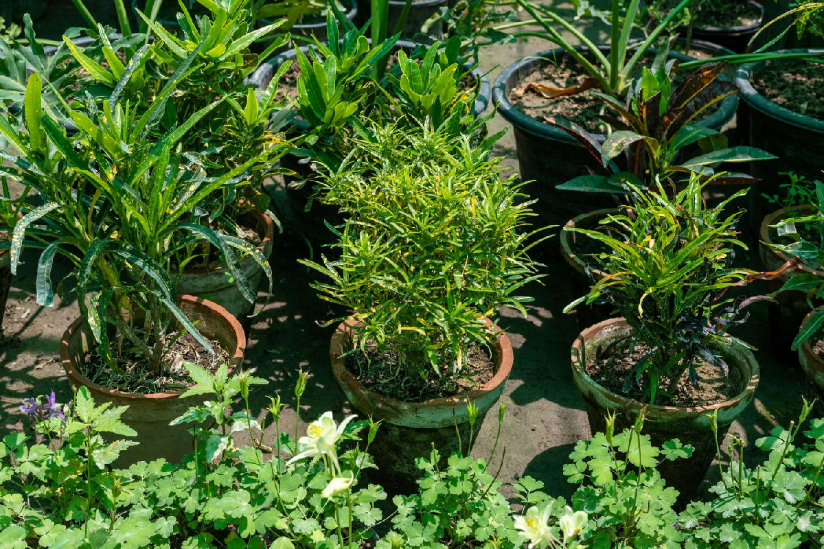 Il segreto naturale per coltivare piante da giardino con cura perfetta e risultati eccezionali