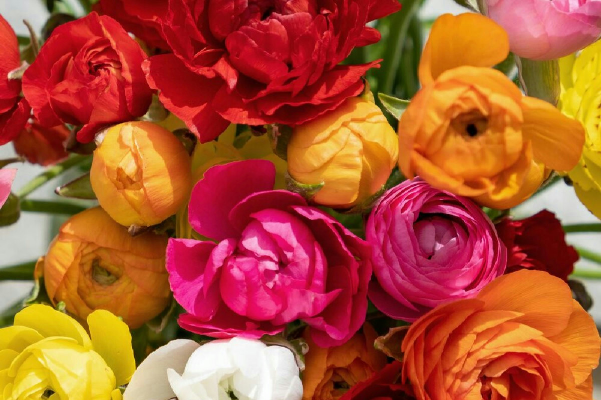 Strategie efficaci per mantenere i fiori freschi più a lungo e illuminare ogni ambiente con armonia