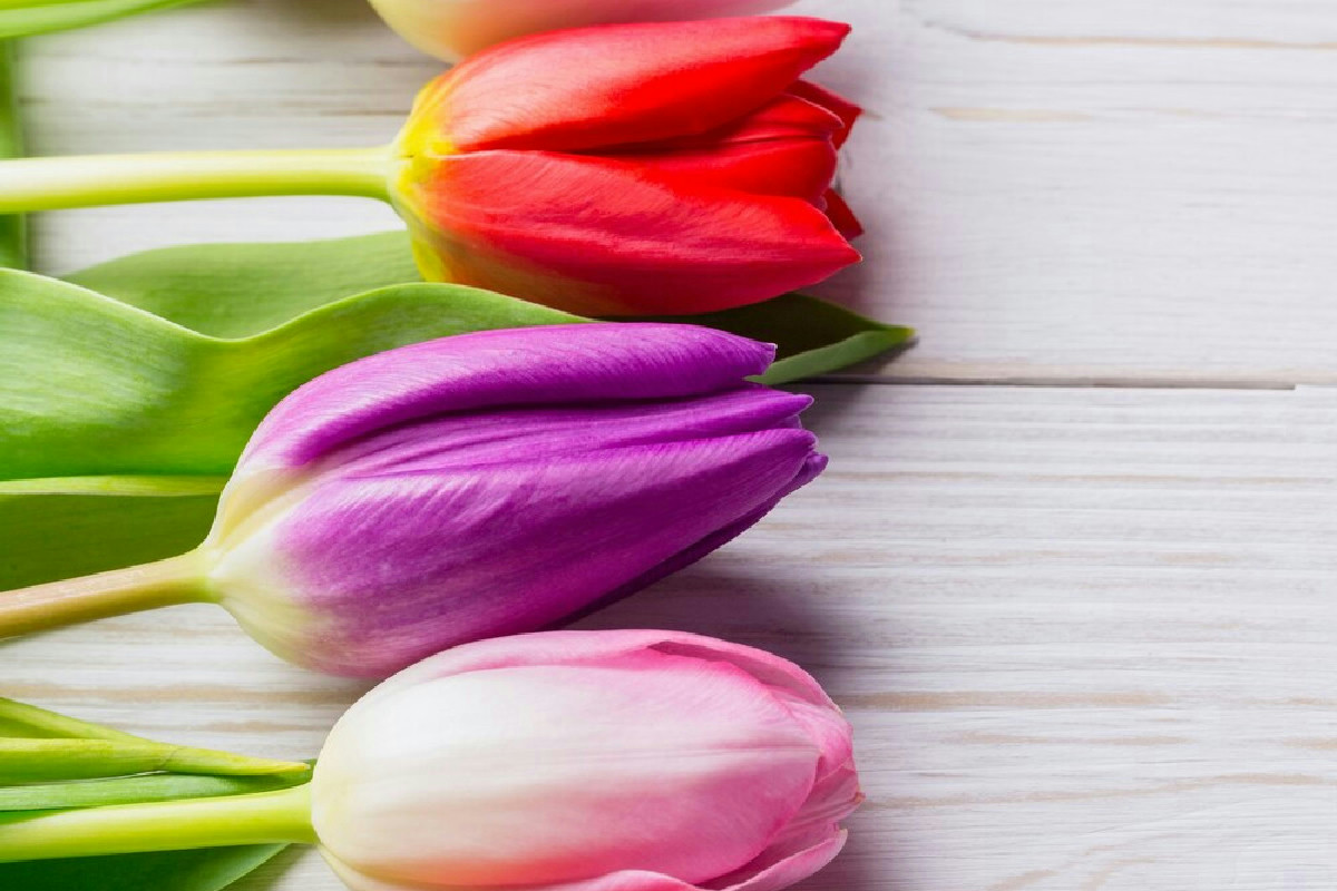 I tulipani in giardino: guida completa per coltivarli con colori vivaci e fioritura prolungata